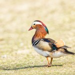 5140 Mandarin Duck (Aix galericulata), Texas