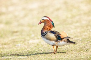 5140 Mandarin Duck (Aix galericulata), Texas