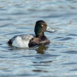 5141 Lesser Scaup (Aythya affinis), Texas