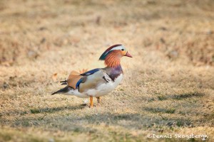 5142 Mandarin Duck (Aix galericulata), Texas