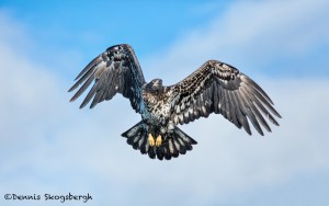 5182 Juvenile Bald Eagle, Homer, Alaska