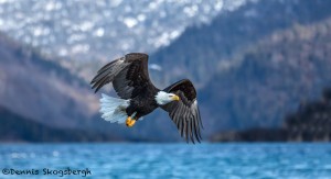 5183 Bald Eagle, Homer, Alaska