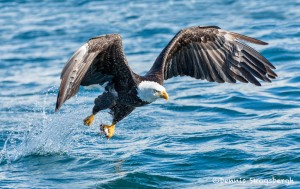 5185 Bald Eagle, Homer, Alaska