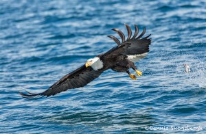5186 Bald Eagle, Homer, Alaska