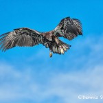 5193 Juvenile Bald Eagle, Homer, Alaska