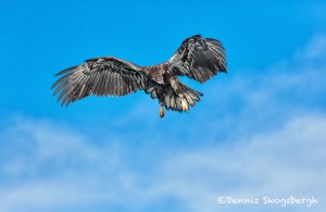 5193 Juvenile Bald Eagle, Homer, Alaska