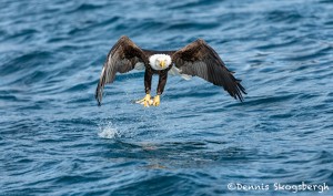 5194 Bald Eagle, Homer, Alaska