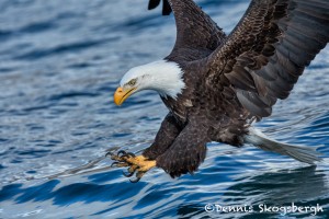 5196 Bald Eagle, Talons