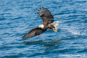 5203 Bald Eagle, Homer, Alaska