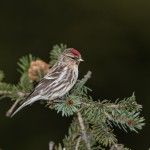 5210 Female Redpoll (Acanthis-flammea), Homer, Alaska