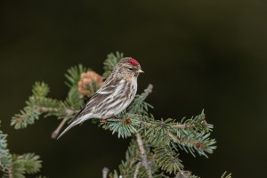 5210 Female Redpoll (Acanthis-flammea), Homer, Alaska