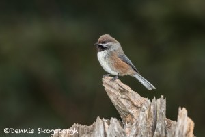 5212 Boreal Chickadee (Poecile hudsonicus), Alaska