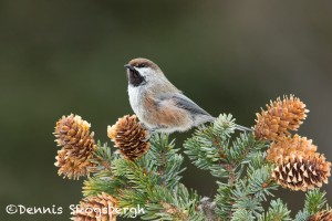 5213 Boreal Chickadee (Poecile hudsonicus), Alaska