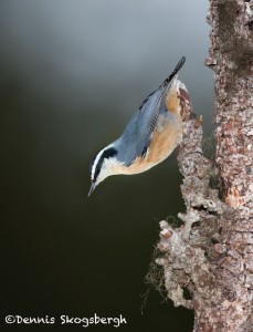 5216 Red-breasted Nuthatch (Sitta canadensis), Alaska