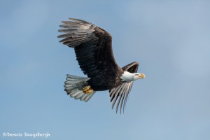 5218 Bald Eagle, Homer, Alaska
