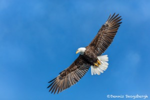 5222 Bald Eagle, Homer, Alaska