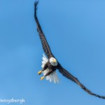 5223 Bald Eagle, Homer, Alaska