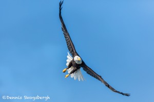 5223 Bald Eagle, Homer, Alaska