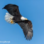 5224 Bald Eagle, Homer, Alaska
