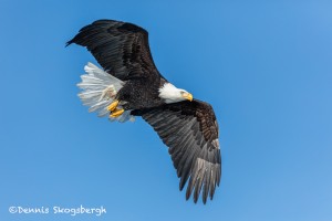 5224 Bald Eagle, Homer, Alaska