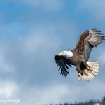 5226 Bald Eagle, Homer, Alaska