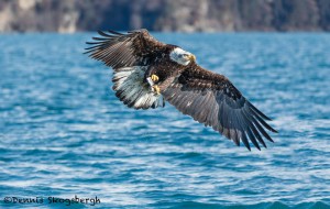 5230 Bald Eagle Homer, Alaska