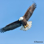 5231 Bald Eagle, Homer, Alaska