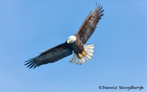 5231 Bald Eagle, Homer, Alaska