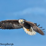 5233 Bald Eagle, Homer, Alaska