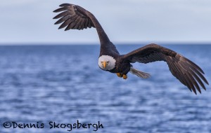5237 Bald Eagle, Homer, Alaska