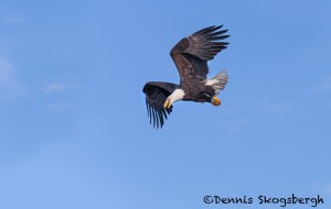 5238 Bald Eagle, Homer, Alaska