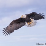 5241 Bald Eagle, Homer, Alaska