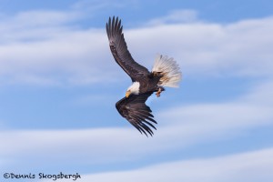 5241 Bald Eagle, Homer, Alaska