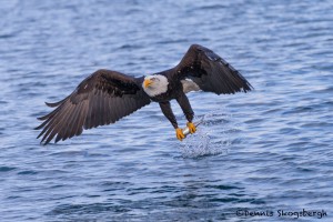 5242 Bald Eagle, Homer, Alaska