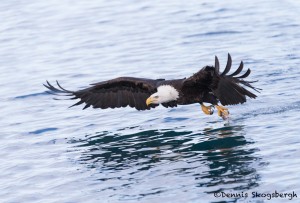 5244 Bald Eagle, Homer, Alaska
