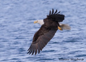 5245 Bald Eagle, Homer, Alaska