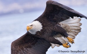 5248 Bald Eagle, Homer, Alaska