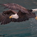 5251 Bald Eagle, Homer, Alaska