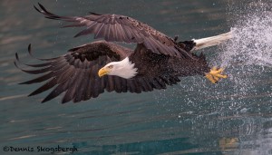 5251 Bald Eagle, Homer, Alaska