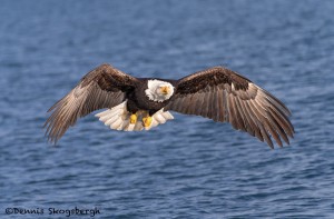 5253 Bald Eagle, Homer, Alaska