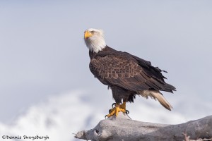 5254 Bald Eagle, Homer, Alaska