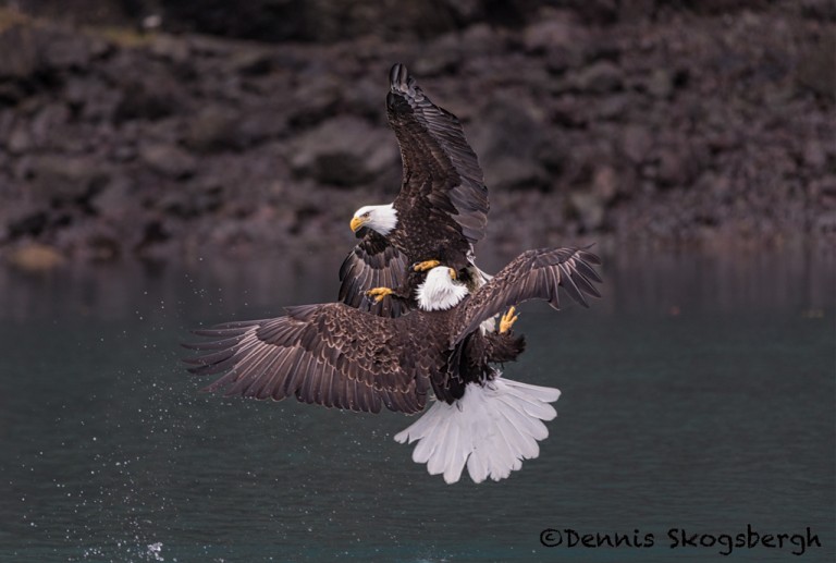 5257 Aggressive Bald Eagles, Homer, Alaska - Dennis Skogsbergh