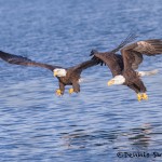 5259 Bald Eagles, Homer, Alaska