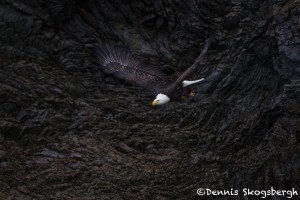 5263 Bald Eagle, Homer, Alaska