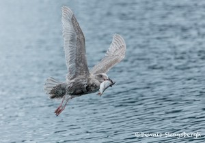 5277 Glaucous-winged Gull (Larus glaucescens), Homer, Alaska