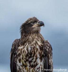 5279 Juvenile Bald Eagle, Homer, Alaska