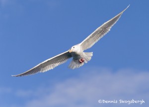 5281 Glaucous-winged Gull (Larus glaucescens), Homer, Alaska
