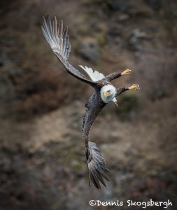 5283 Bald Eagle, Homer, Alaska