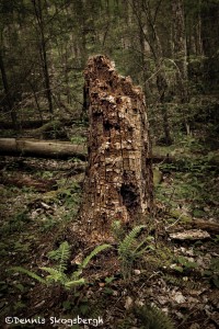 5309 Tree Stump, Great Smoky Mountains National Park, TN