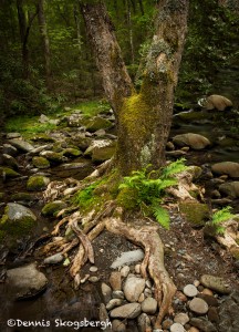5314 Tree, Sam's Creek, Spring, Great Smoky Mountains National Park, TN